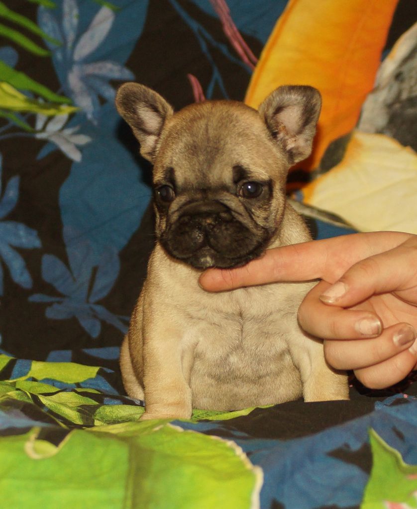 Paradis du Temple Shogun - Chiots disponibles - Bouledogue français